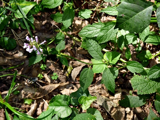 {Stachys tenuifolia}